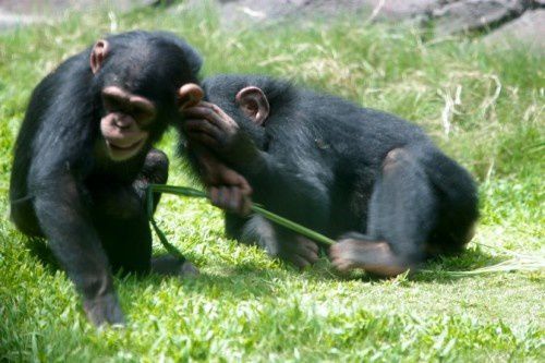 chimps-david-eppstein-e1326210831618.jpg