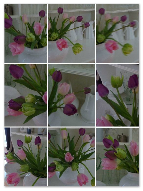 capt-tulipes-soft.jpg