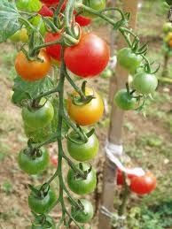 tom-cerises.jpg