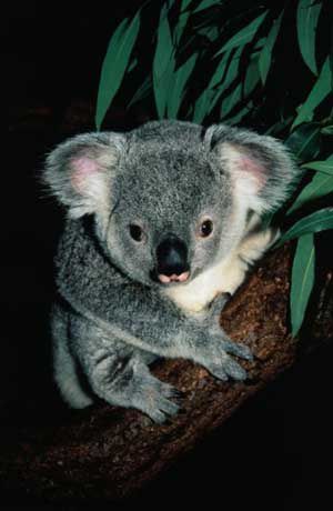 Koala_002.jpg