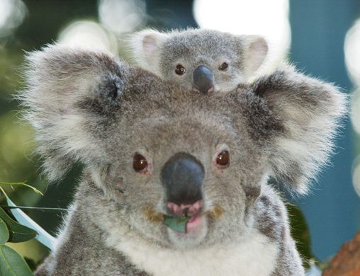 Koala_Baby.jpg