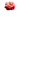 fleurs-roses-72.gif
