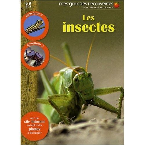 insectes4.jpg