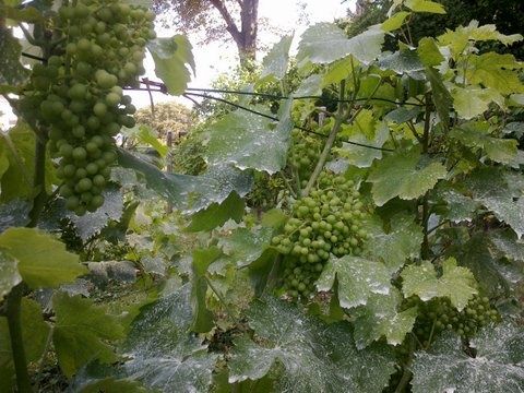 Vigne en août 2013 VigneAUG13_1.jpg