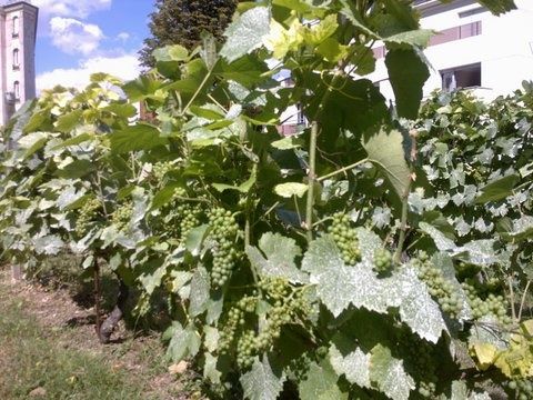 Vigne en août 2013 VigneAUG13_2.jpg