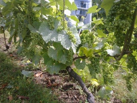 Vigne en août 2013 VigneAUG13_3.jpg