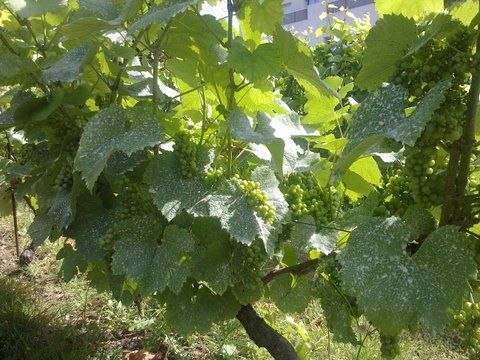 Vigne en août 2013 VigneAUG13_4.jpg