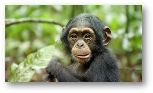 Disneynature-Chimpanzes-photo.jpg