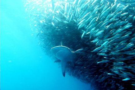 Les Seigneurs de la mer Les Seigneurs de la mer