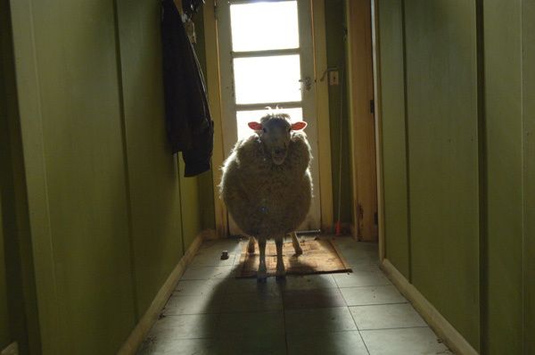 Black Sheep Black Sheep
