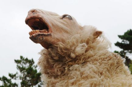 Black Sheep Black Sheep