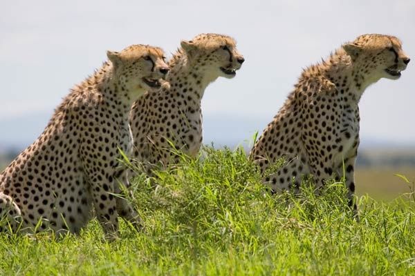 Disneynature Disneynature