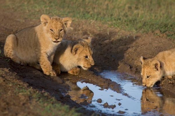 Disneynature Disneynature