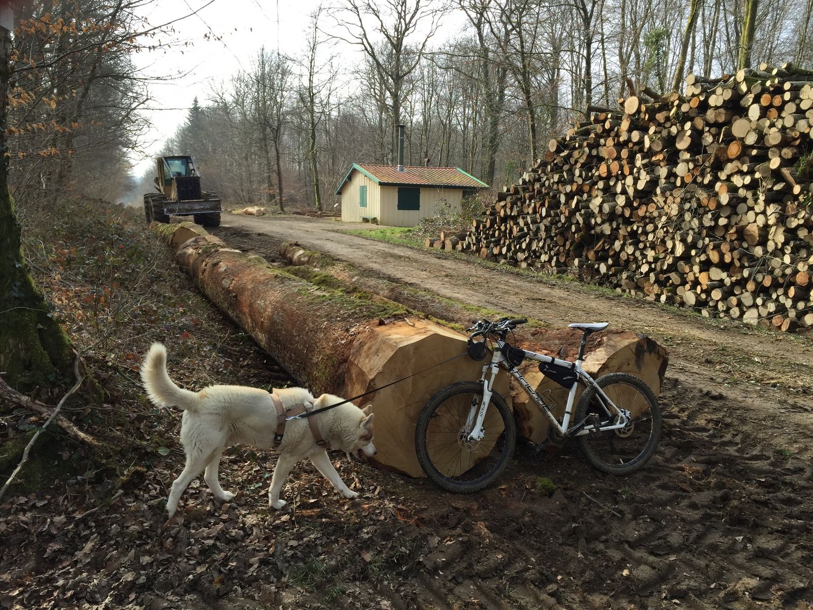 obelix rencontre idefix