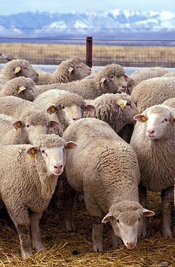 Flock of sheep-mouton