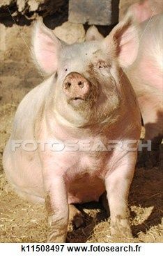 rose-cochon ~k11508497