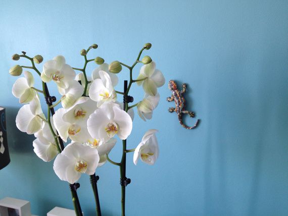 13-orchide-e.jpg