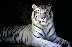 tigre-blanc.jpg