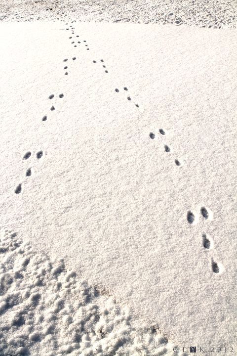 clYk-Traces de lapin dans la neige-Aiguillage-Vill-copie-1