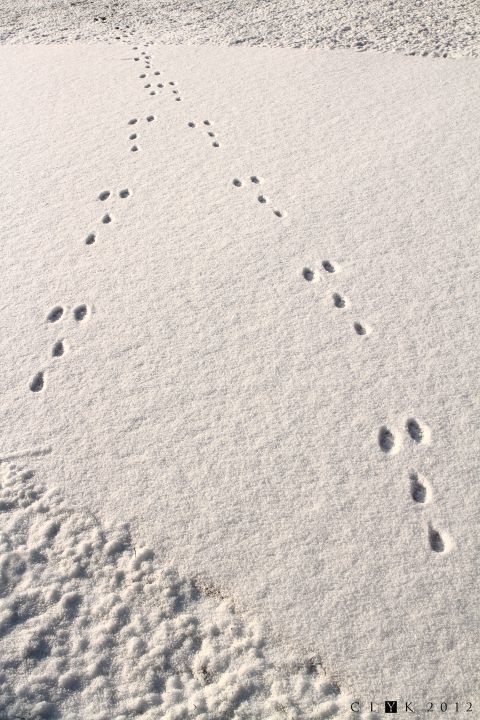 clYk-Traces de lapin dans la neige-Aiguillage-Villeneuve d'