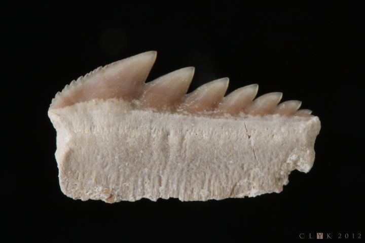 clYk-Fossile-Requin-Hexanchus microdon-Crétacé-Europe de