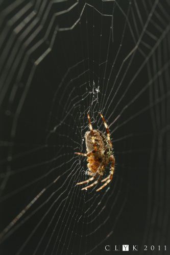 clYk - Macro arachnides - Epeire sur fond noir - Orchies -