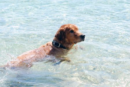 Swimming Golden Retriver