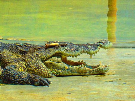 Gators