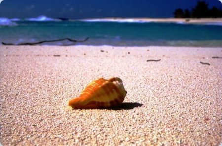 Conchiglia marina