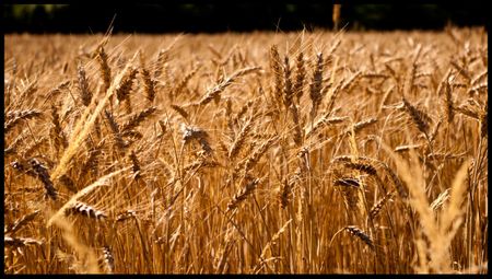 Grano (One month later)