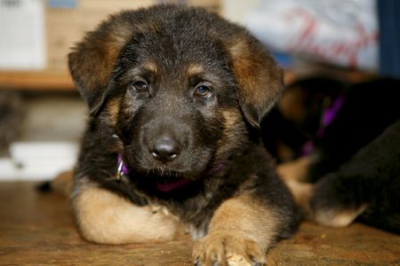 German shepherd puppies