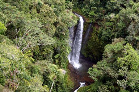 Amazonian forest
