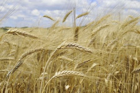 a field of barley