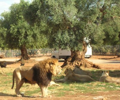 Zoosafari