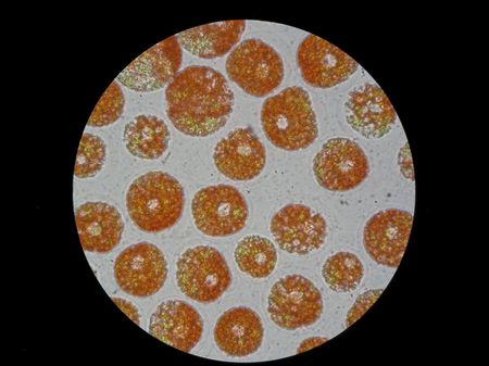 Cellules aquatiques