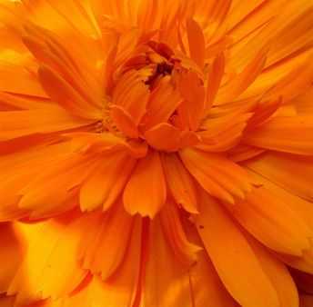 Calendula