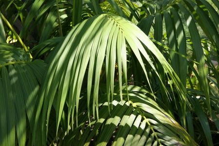Feeling a little "Kentia" palm