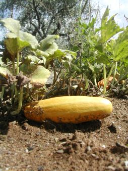 melone giallo