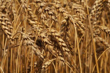 wheat