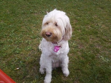Lagotto Romagnolo