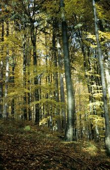 beech forest in autumn colors, Germany, Harz