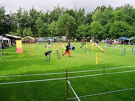 campo per Agility dog