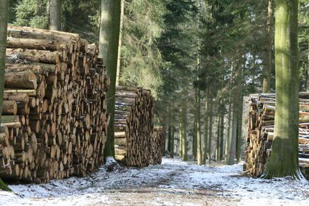 forrest timber