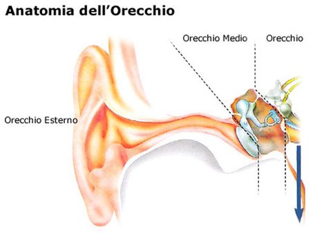 schema dell'orecchio