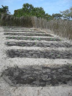 Potager familial à Carabane (Casamance, Sénégal) | Source | Date 20