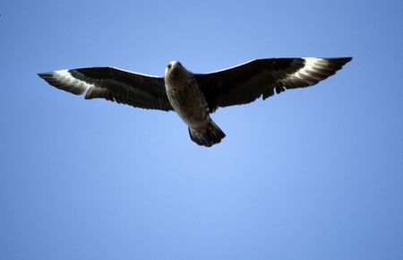 Great Skua, Stercorarius skua, in flight