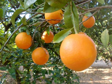 Naranjas en el árbol, en Valencia. | Source http://www. flickr. com/
