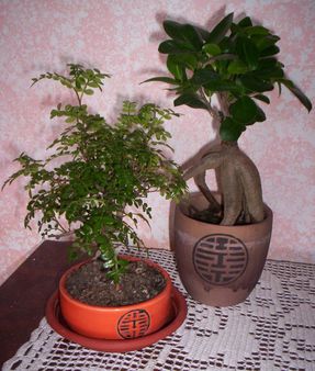 Bonsai - Ficus Ginsen e albero del pepe