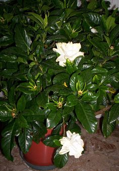 Gardenia in vaso