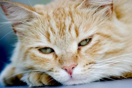 Gatto Pallino